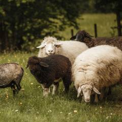 Merino eco fair sheep triple